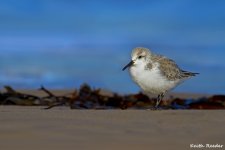 sanderling_boulmer_1.jpg