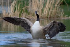 canada_goose_4.jpg