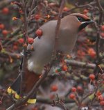 Waxwing Fulford Jan 2011.jpg