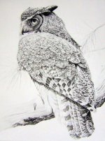 Great_Horned_Owl medium.jpg