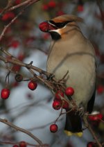 Waxwing2.jpg