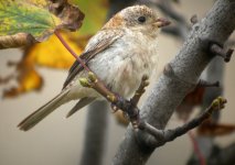 Woodchat-Shrike4.jpg