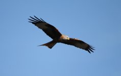 Red Kite1 small.jpg