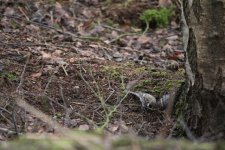 Common Redpoll4.jpg