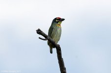 coppersmithBarbet.jpg