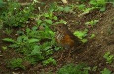 DSCN4369 Grey-backed Thrush .jpg