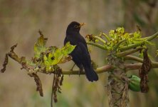 DSCN4377 Chinese Blackbird bf.jpg