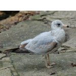 Ring-billed-Gull.jpg