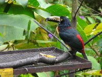 Collared Aracari - El Valle de Anton, Panama - copyright by Blake Maybank.jpg