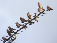 waxwing.jpg