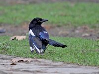 IMG_2001_Magpie.jpg