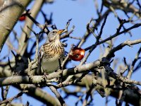 IMG_1228_Fieldfare.jpg