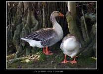 greylag3b.JPG