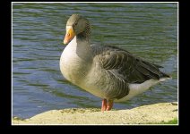 greylag5b.JPG