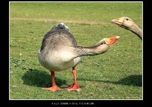 greylag6b.JPG