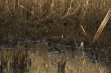 WaterRail050206.jpg