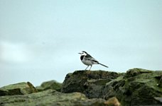 PiedWagtail050206.jpg