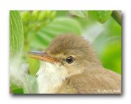 Reed_Warbler_Harelbeke_18_05_05_crop_Img_2781.jpg