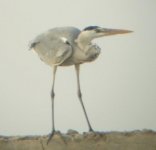 Grey Herron.JPG