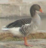 Greylag.JPG