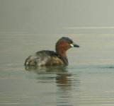 grebe1.JPG