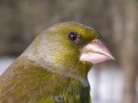 Greenfinch-thumb.jpg