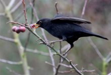 Blackbird getting crab apple 2a.jpg