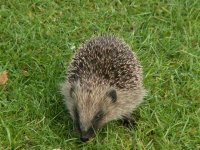 Hedgehog 009.jpg