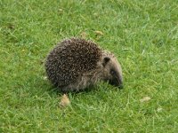 Hedgehog 008.jpg