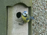 DS bluetit at nestbox 05.05 1.jpg