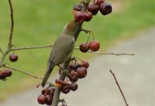 Blackcap f crab apples 2a.jpg