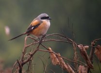 DSCN4041 LT Shrike bf.jpg