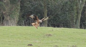 redkite landing 1.jpg