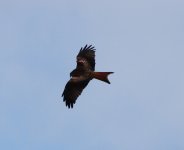 redkite tag6 1.jpg