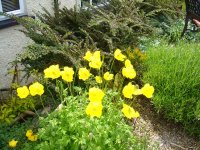 welsh poppy.JPG