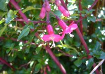 fuschia candy bell.JPG