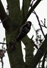 IMG_5181pecker_filtered.jpg