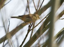 ChiffchaffPMMarch11800.jpg