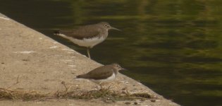 DSCN4278 Green & Common Sandpipers bf.jpg