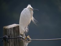 DSCN4283 L Egret bf.jpg