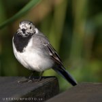 wagtail.jpg