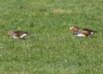 Mandarin Duck copy.jpg