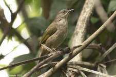 oliveWingedBulbul.jpg