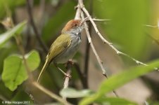 darkNeckedTailorbird.jpg