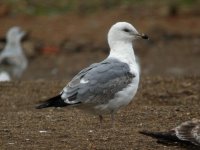 Yellow -legged Gull.JPG