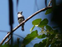 White-necked Puffbird - Canopy Tower, Panama - copyright by Blake Maybank.jpg