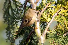 Goldcrest1.jpg