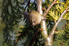 Goldcrest2.jpg