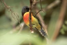 greenTailedSunbird.jpg