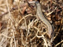 IMG_7691lizardsmall.JPG